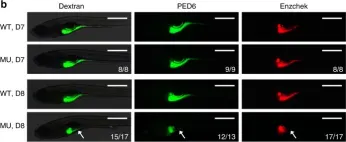 中身確認ページ(*^^*) Fluorescein isothiocyanate-dextran average mol wt 4,000, FITC