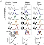 Fig.2.B showing Flow cytometry/Cell sorting in a Mus musculus (House mouse) sample from the publication: Stat5 signaling specifies basal versus stress erythropoietic responses through distinct binary and graded dynamic modalities.