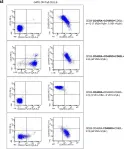 Fig.3.A showing Flow cytometry/Cell sorting in a Homo sapiens (Human) sample from the publication: Defining TCRγδ lymphoproliferative disorders by combined immunophenotypic and molecular evaluation.