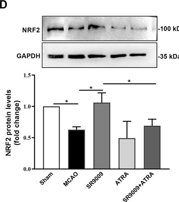 Fig.5.D showing Western Blotting in a Mus musculus (House mouse) sample from the publication: Rev-erbα agonist SR9009 protects against cerebral ischemic injury through mechanisms involving Nrf2 pathway.