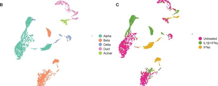 Fig.1.B from the publication: Single-cell transcriptomics reveals a role for pancreatic duct cells as potential mediators of inflammation in diabetes mellitus.