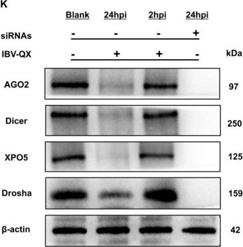 Fig.4.K showing Western Blotting from the publication: Infectious bronchitis-virus-like QX strain transmission, pathogenesis, replication, and host miRNA biogenesis pathway hijacking mechanism.