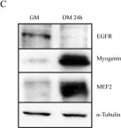 Fig.1.C showing Western Blotting from the publication: Epidermal growth factor receptor down-regulation triggers human myoblast differentiation.