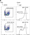 Fig.6.E showing Flow cytometry/Cell sorting in a Mus musculus (House mouse) sample from the publication: Polε Instability Drives Replication Stress, Abnormal Development, and Tumorigenesis.