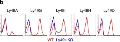 Fig.1.B showing Flow cytometry/Cell sorting in a Mus musculus (House mouse) sample from the publication: Synergized regulation of NK cell education by NKG2A and specific Ly49 family members.
