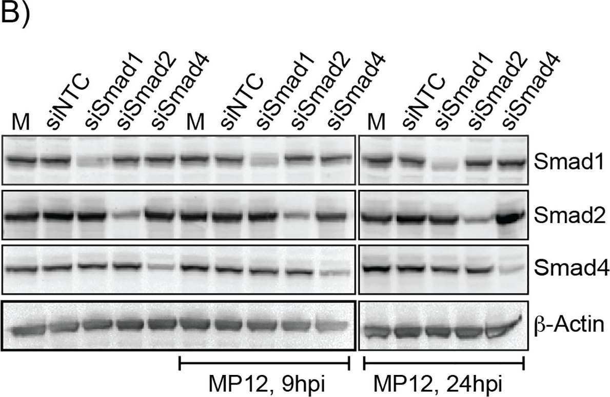 Fig.4.B showing Western Blotting in a Homo sapiens (Human) sample from the publication: Phosphoproteomic analysis reveals Smad protein family activation following Rift Valley fever virus infection.
