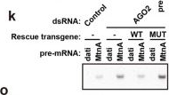 Fig.1.K showing Western Blotting from the publication: RNAi-directed knockdown induces nascent transcript degradation and premature transcription termination in the nucleus.