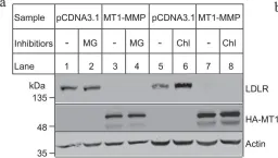 Fig.2.D showing Western Blotting from the publication: Membrane type 1 matrix metalloproteinase promotes LDL receptor shedding and accelerates the development of atherosclerosis.