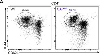 Fig.3.A showing Flow cytometry/Cell sorting in a Mus musculus (House mouse) sample from the publication: B Cell Diversification Is Uncoupled from SAP-Mediated Selection Forces in Chronic Germinal Centers within Peyer's Patches.