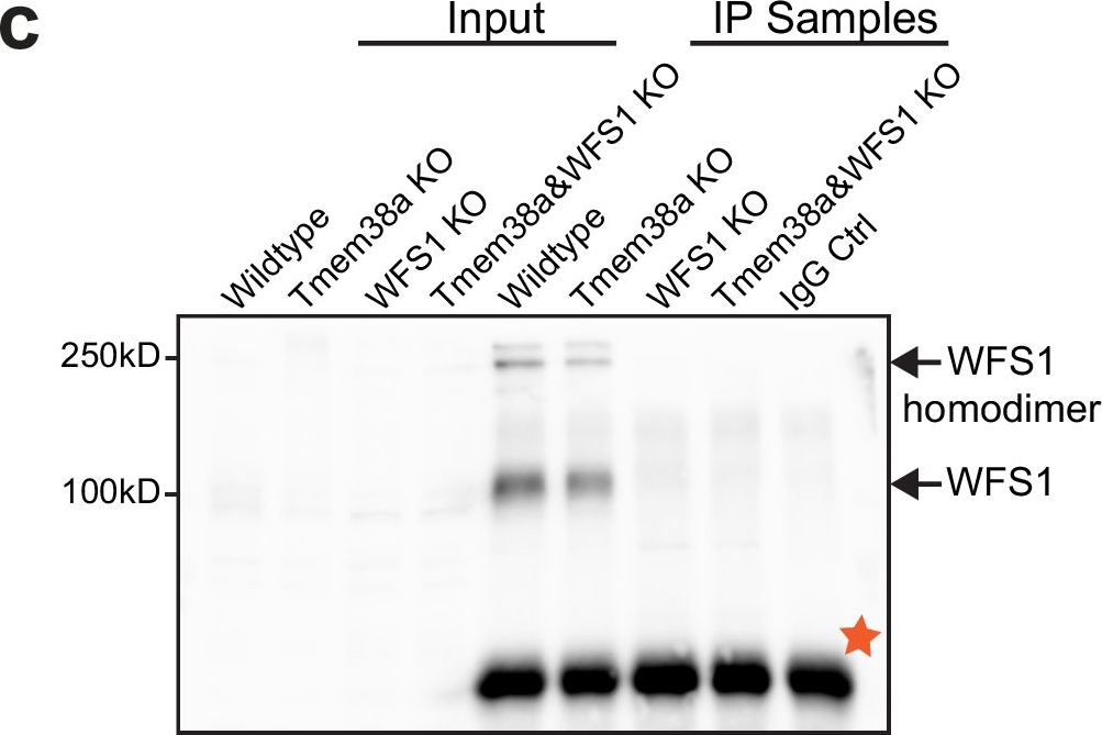 Fig.5.C showing Western Blotting in a Mus musculus (House mouse) sample from the publication: MyoD1 localization at the nuclear periphery is mediated by association of WFS1 with active enhancers.