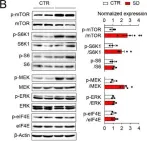 Fig.4.B showing Western Blotting from the publication: Disruption of Circadian Rhythms by Ambient Light during Neurodevelopment Leads to Autistic-like Molecular and Behavioral Alterations in Adult Mice.