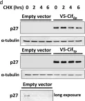 Fig.1.D showing Western Blotting in a Homo sapiens (Human) sample from the publication: Characterisation of cellular effects of Burkholderia pseudomallei cycle inhibiting factor (Cif).
