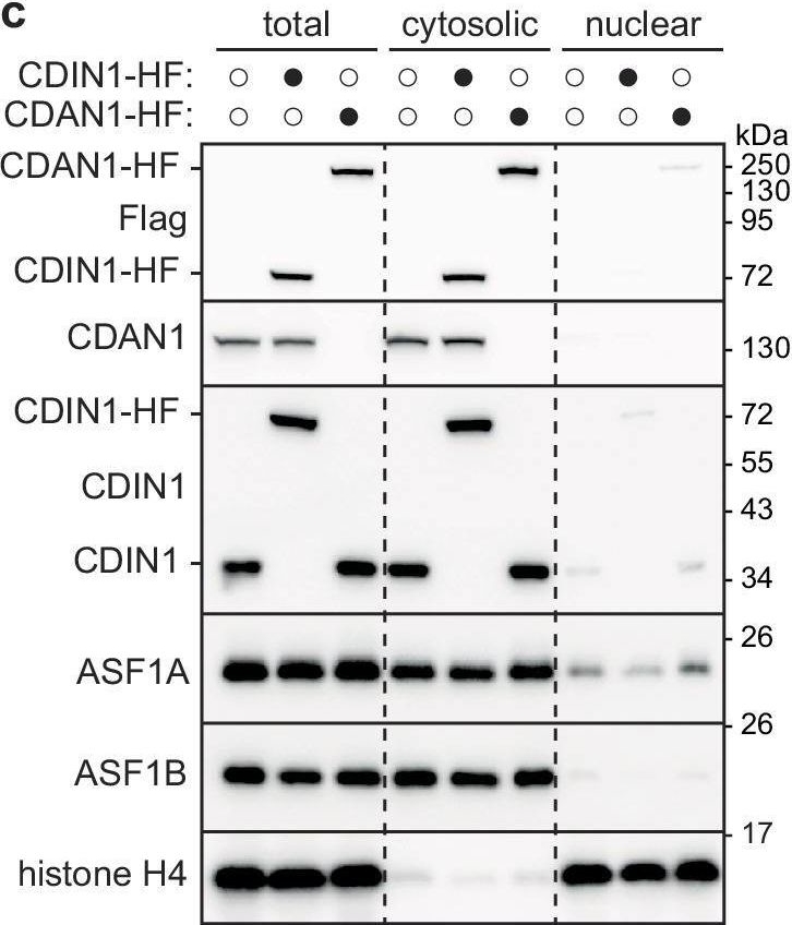 Fig.1.C showing Western Blotting in a Homo sapiens (Human) sample from the publication: Mechanism of ASF1 engagement by CDAN1.