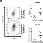 Fig.5.D showing Flow cytometry/Cell sorting from the publication: 1,25(OH)2D3 Promotes the Efficacy of CD28 Costimulation Blockade by Abatacept.