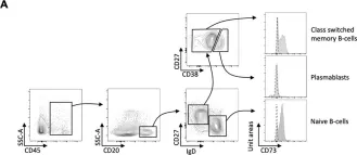 Fig.2.A showing Flow cytometry/Cell sorting from the publication: Tumor Infiltration with CD20+CD73+ B Cells Correlates with Better Outcome in Colorectal Cancer.