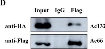 Fig.6.D showing Western Blotting from the publication: Autographa californica multiple nucleopolyhedrovirus Ac51 interacts with Ac66 and facilitates its nuclear localization to promote the nuclear egress of nucleocapsids.