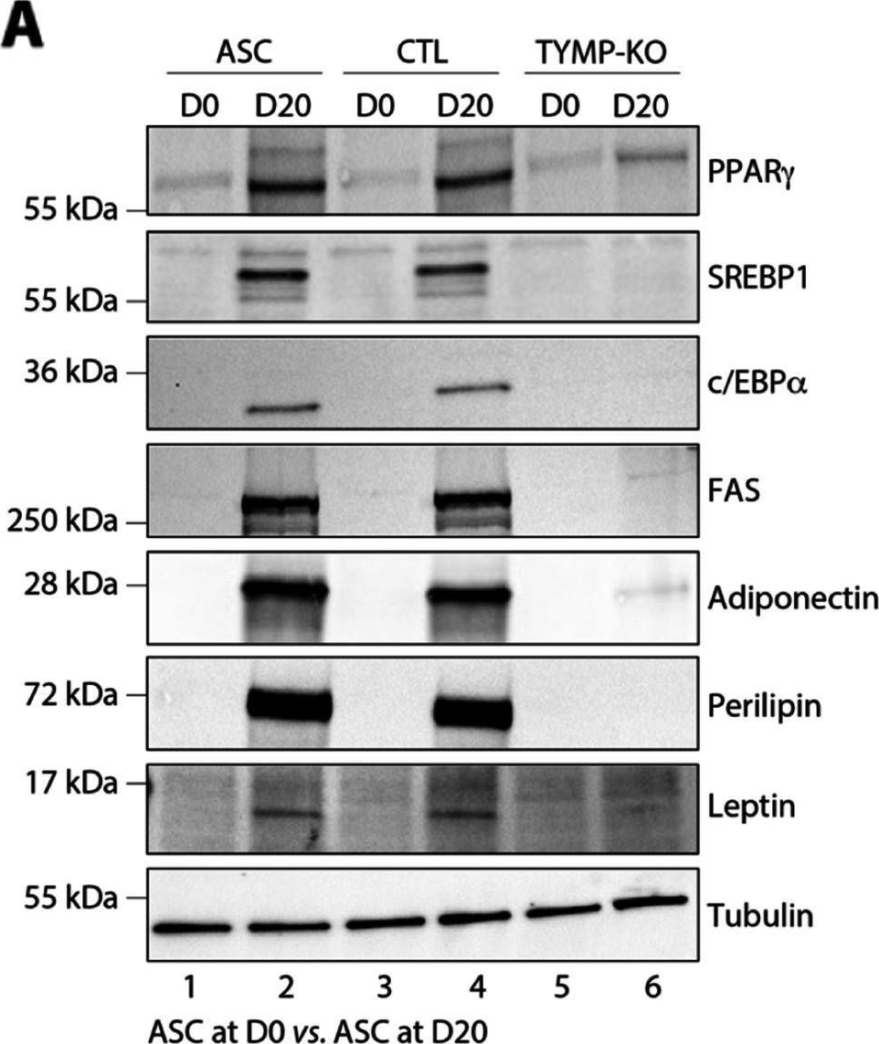 Fig.4.A showing Western Blotting from the publication: Loss of thymidine phosphorylase activity disrupts adipocyte differentiation and induces insulin-resistant lipoatrophic diabetes.