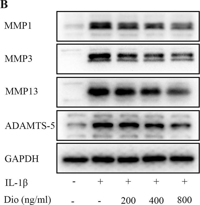 Fig.3.B showing Western Blotting in a Rattus norvegicus (Rat) sample from the publication: Dioscin alleviates the progression of osteoarthritis: an in vitro and in vivo study.