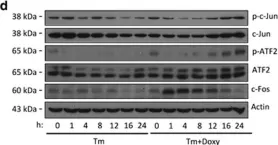 Fig.2.D showing Western Blotting in a Mus musculus (House mouse) sample from the publication: C/EBPβ LIP augments cell death by inducing osteoglycin.