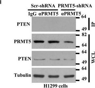 prmt5 antibodies - Antibody search engine - CiteAb