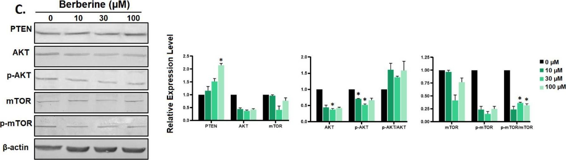 Fig.11.C showing Western Blotting from the publication: RETRACTED: Berberine Inhibited Growth and Migration of Human Colon Cancer Cell Lines by Increasing Phosphatase and Tensin and Inhibiting Aquaporins 1, 3 and 5 Expressions.