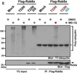 Fig.4.E showing Western Blotting from the publication: Cytoplasmic control of Rab family small GTPases through BAG6.