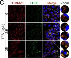 Fig.6.C showing Immunocytochemistry-immunofluorescence in a Pimephales promelas (Fathead minnow) sample from the publication: Trifloxystrobin-triggered Drp1 hyperactivation biases mitophagy and imposes long-lasting SVCV susceptibility in teleost.