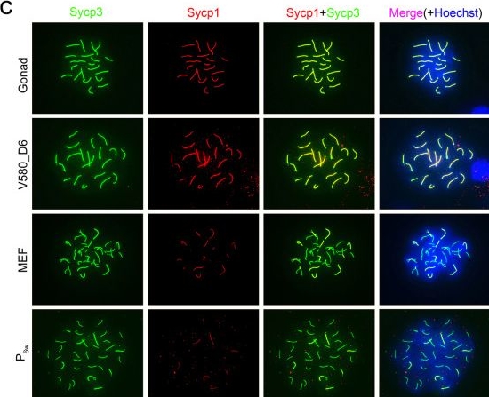 Fig.4.C showing Immunocytochemistry-immunofluorescence in a Mus musculus (House mouse) sample from the publication: Induction of meiosis by embryonic gonadal somatic cells differentiated from pluripotent stem cells.