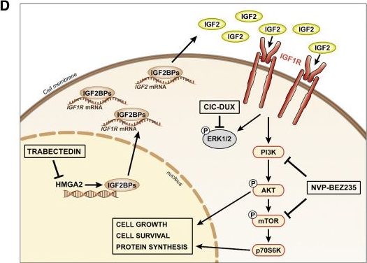 Fig.5.D from the publication: Integrated Molecular Characterization of Patient-Derived Models Reveals Therapeutic Strategies for Treating CIC-DUX4 Sarcoma.