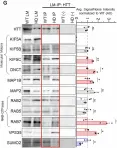 Fig.1.G showing Western Blotting from the publication: Opposing roles for GSK3β and ERK1-dependent phosphorylation of huntingtin during neuronal dysfunction and cell death in Huntington's disease.