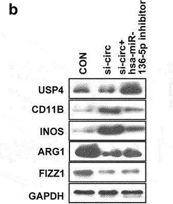 Fig.5.B showing Western Blotting from the publication: Luteolin activates M2 macrophages and suppresses M1 macrophages by upregulation of hsa_circ_0001326 in THP-1 derived macrophages.