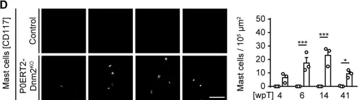 Fig.3.D showing Immunocytochemistry in a Mus musculus (House mouse) sample from the publication: Schwann cells, but not Oligodendrocytes, Depend Strictly on Dynamin 2 Function.