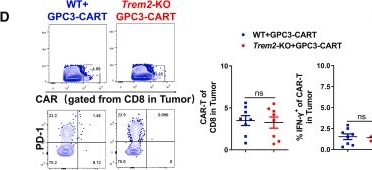 Fig.3.D showing Flow cytometry/Cell sorting from the publication: CAR-T triggers TAM reeducation and adaptive anti-tumor response via TREM2 deficiency or CD40 agonist.