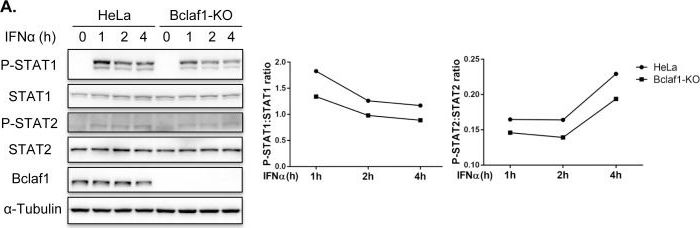 Fig.4.A showing Western Blotting in a Homo sapiens (Human) sample from the publication: Bclaf1 critically regulates the type I interferon response and is degraded by alphaherpesvirus US3.