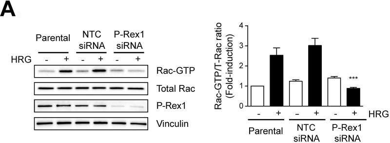 Fig.1.A showing Western Blotting in a Homo sapiens (Human) sample from the publication: P-Rex1 is dispensable for Erk activation and mitogenesis in breast cancer.