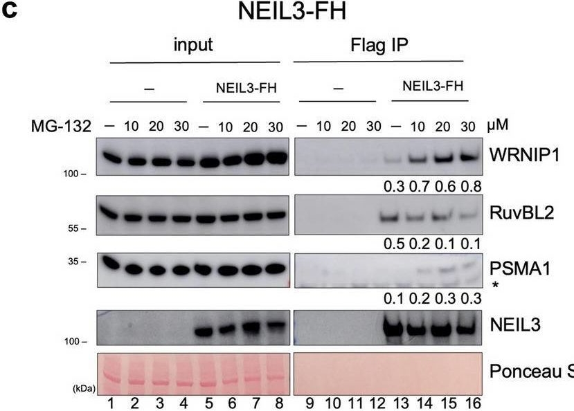 Fig.3.C showing Western Blotting from the publication: NEIL3-mediated proteasomal degradation facilitates the repair of cisplatin-induced DNA damage in human cells.