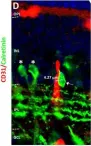 Fig.5.D showing Immunohistochemistry in a Mus musculus (House mouse) sample from the publication: In Utero Alcohol Exposure Impairs Retinal Angiogenesis and the Microvessel-Associated Positioning of Calretinin Interneurons.