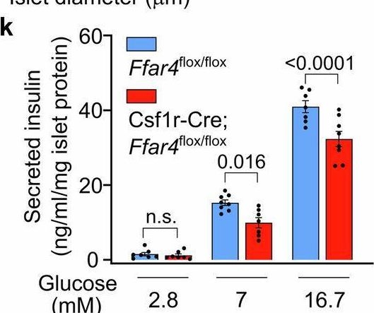 Fig.2.K from the publication: FFAR4-mediated IL-6 release from islet macrophages promotes insulin secretion and is compromised in type-2 diabetes.