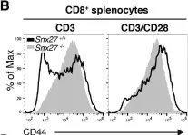 Fig.5.B showing Flow cytometry/Cell sorting in a Mus musculus (House mouse) sample from the publication: SNX27 links DGKζ to the control of transcriptional and metabolic programs in T lymphocytes.