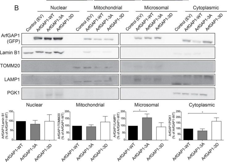 Fig.8.B showing Western Blotting in a Homo sapiens (Human) sample from the publication: LRRK2 regulates ArfGAP1 membrane localization, activity and neuronal integrity via phosphorylation within its lipid-sensing ALPS2 motif.