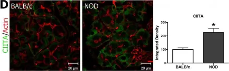 Fig.2.D showing Immunohistochemistry-immunofluorescence from the publication: Interferon-γ treatment in vitro elicits some of the changes in cathepsin S and antigen presentation characteristic of lacrimal glands and corneas from the NOD mouse model of Sjögren's Syndrome.