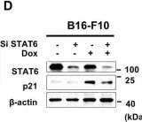 Fig.5.D showing Western Blotting from the publication: HMGB1 orchestrates STING-mediated senescence via TRIM30α modulation in cancer cells.