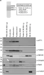 Fig.7.C showing Western Blotting from the publication: Active and dynamic mitochondrial S-depalmitoylation revealed by targeted fluorescent probes.