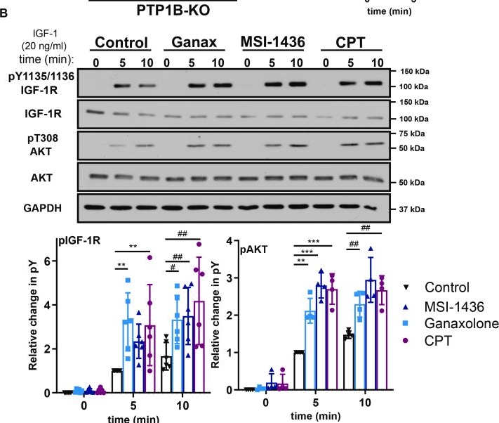 Fig.2.B showing Western Blotting in a Homo sapiens (Human) sample from the publication: Ganaxolone, an approved therapy for CDKL5-deficiency disorder, is an inhibitor of PTP1B.