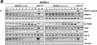Mcl-1 (D2W9E) Rabbit Monoclonal Antibody | Cell Signaling Technology