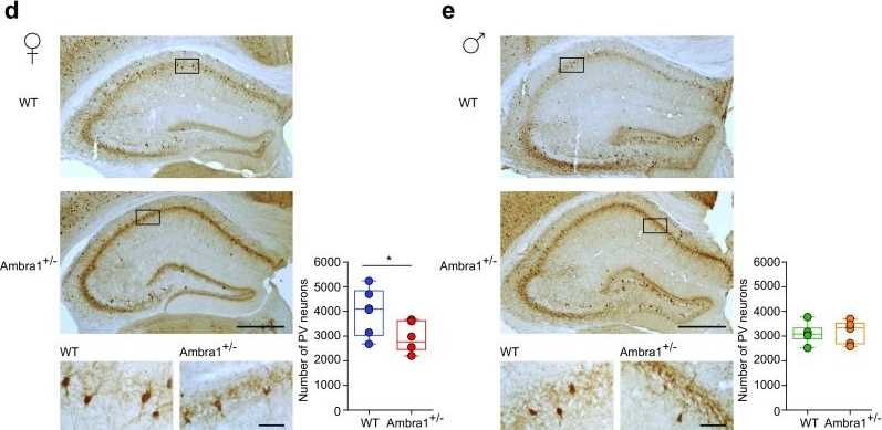 Fig.3.D,E showing Immunohistochemistry in a Mus musculus (House mouse) sample from the publication: Ambra1 Shapes Hippocampal Inhibition/Excitation Balance: Role in Neurodevelopmental Disorders.