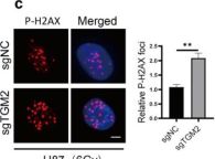 Phospho-Histone H2A.X (Ser139) Antibody | Cell Signaling