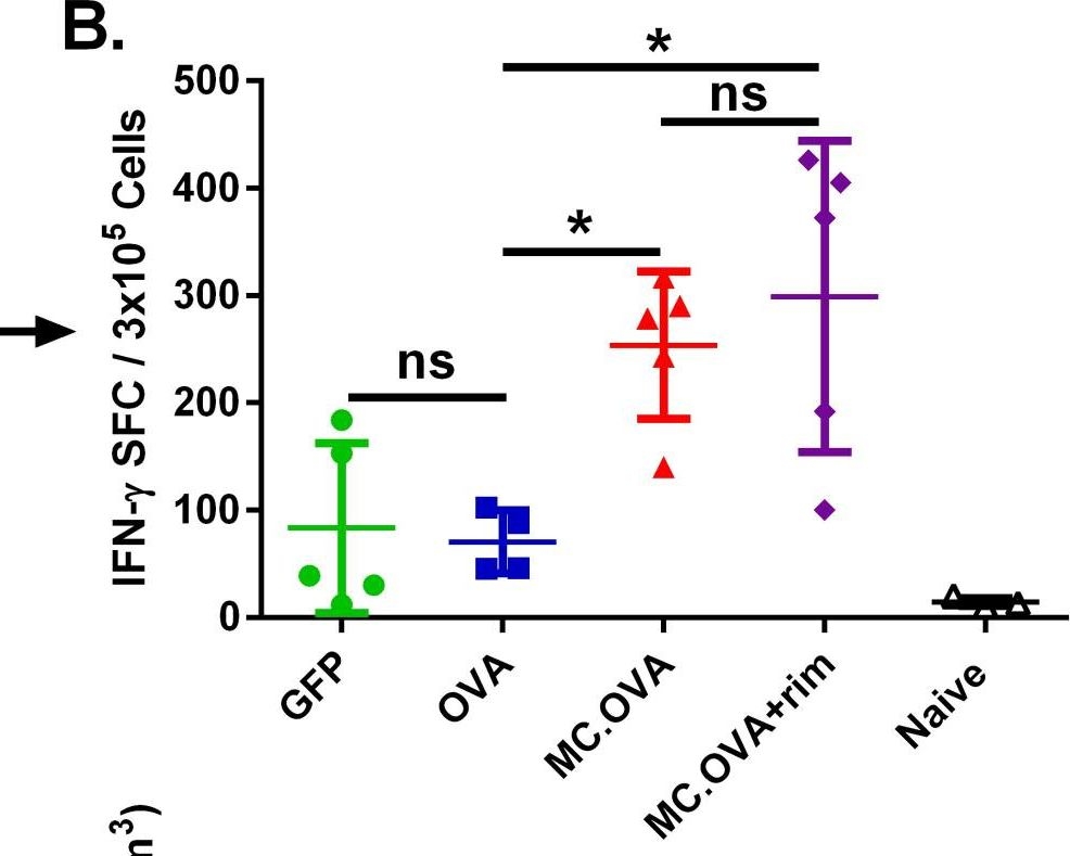 Fig.4.B showing Enzyme-linked immunosorbent spot in a Mus musculus (House mouse) sample from the publication: MyD88/CD40 Genetic Adjuvant Function in Cutaneous Atypical Antigen-Presenting Cells Contributes to DNA Vaccine Immunogenicity.