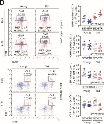 Fig.3.D showing Flow cytometry/Cell sorting in a Mus musculus (House mouse) sample from the publication: Differential Effects of Endurance Exercise on Musculoskeletal and Hematopoietic Modulation in Old Mice.