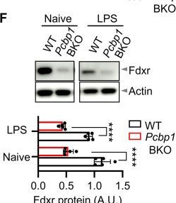 Fig.3.F showing Western Blotting from the publication: RNA binding protein Pcbp1 maintains mitochondria integrity to promote antibody production and germinal center response.